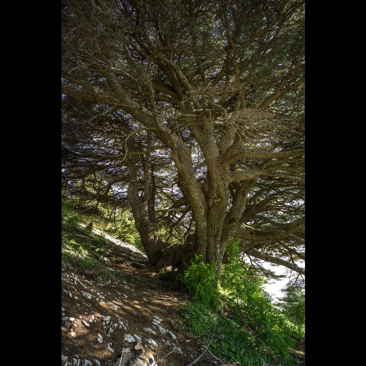 From the Chouf Cedar Reserve at Maaser el Chouf