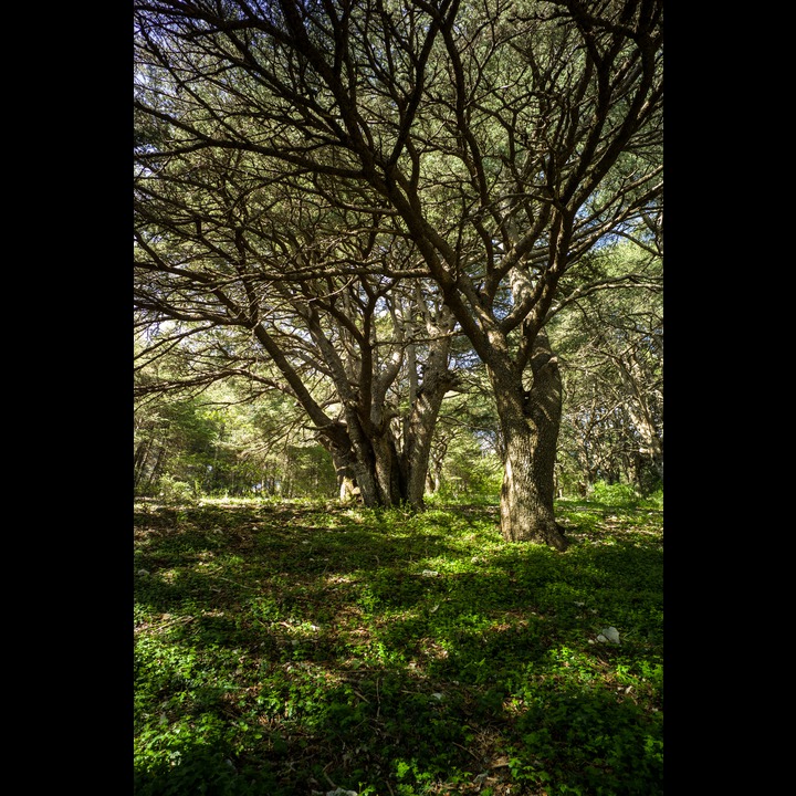 From the Chouf Cedar Reserve at Maaser el Chouf