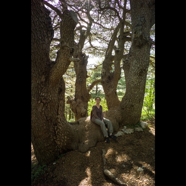 From the Chouf Cedar Reserve at Maaser el Chouf