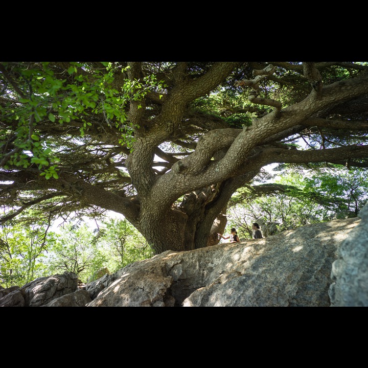 From the Chouf Cedar Reserve at Maaser el Chouf