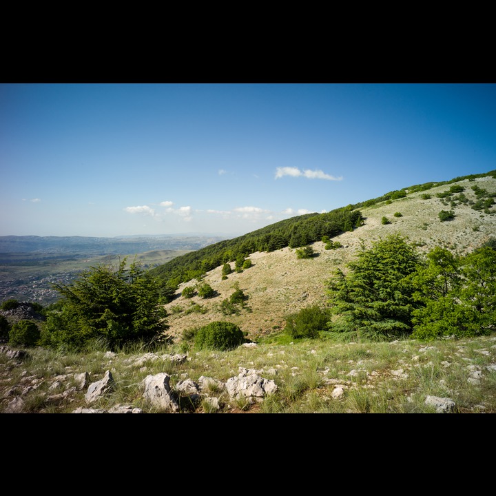 From the Chouf Cedar Reserve at Maaser el Chouf