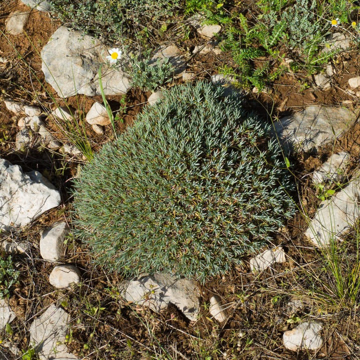 From the Chouf Cedar Reserve at Maaser el Chouf