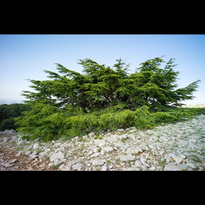 From the Chouf Cedar Reserve at Maaser el Chouf