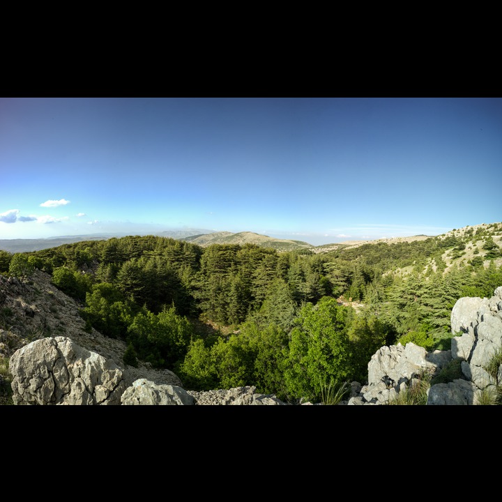 From the Chouf Cedar Reserve at Maaser el Chouf