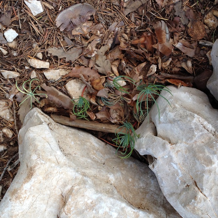 Cedar seedlings - (From the Chouf Cedar Reserve at Maaser el Chouf)