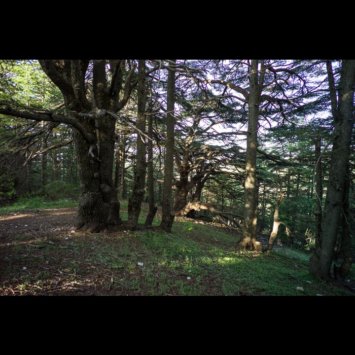 From the Chouf Cedar Reserve at Maaser el Chouf