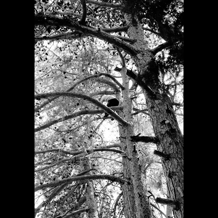 Pruning Cecil's pine trees