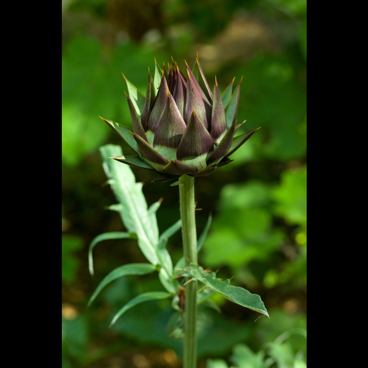 Artichoke