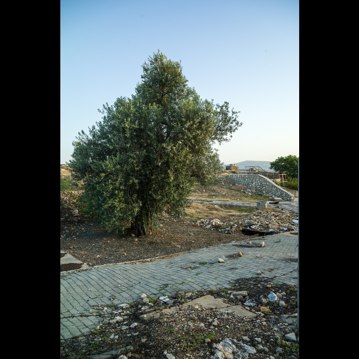 The Israeli bombing of the Englsh WWII subterranean hospital at the Marjaayoun near Khiam didn't make much impression in this olive tree