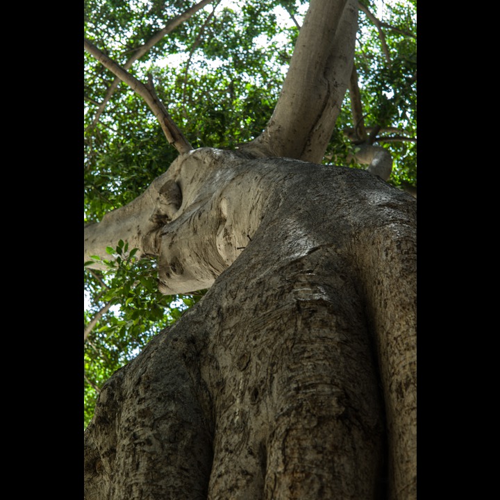 A tree near West Hall on the AUB campus