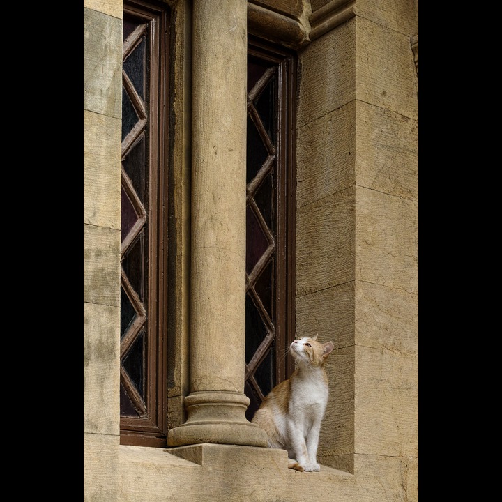 AUB Assembly Hall cat