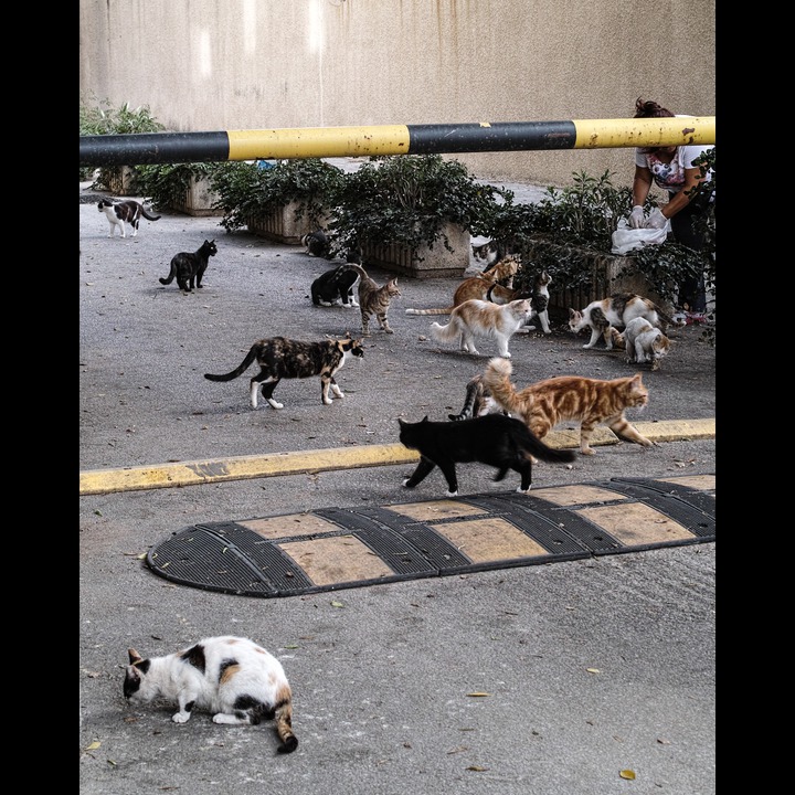 Feeding time for cats at ACS. These cats apparently understand French.