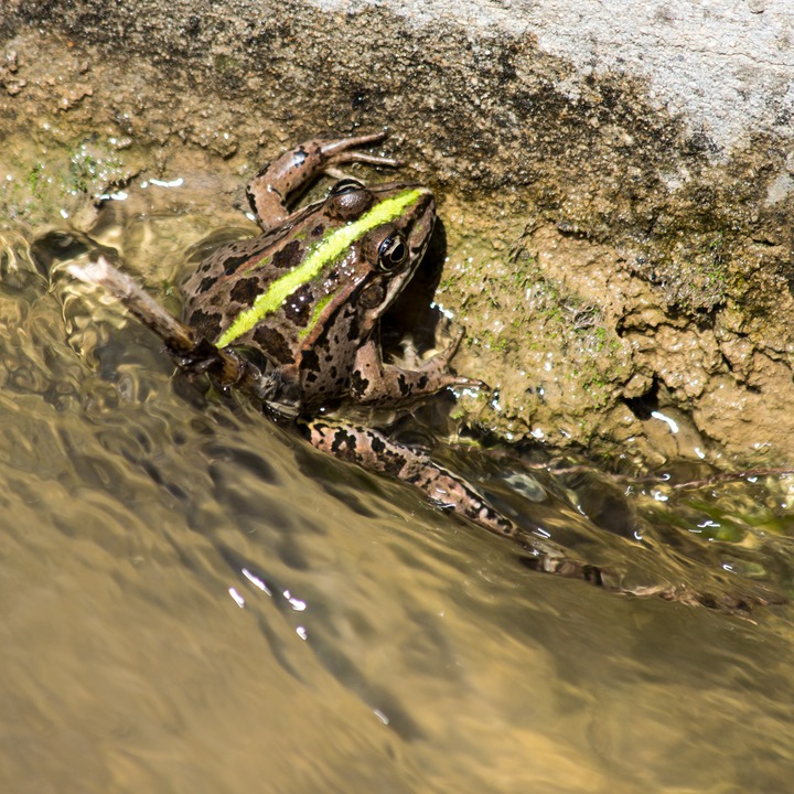 Rana Ridibunda (Marsh Frog), Zaatari orchards at the Litani River