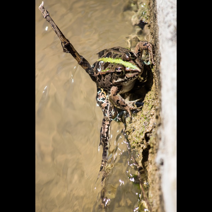 Rana Ridibunda (Marsh Frog), Zaatari orchards at the Litani River