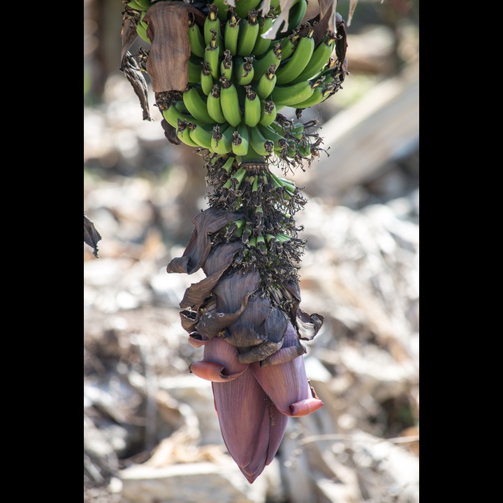 Bananas! Zaatari orchards at the Litani River