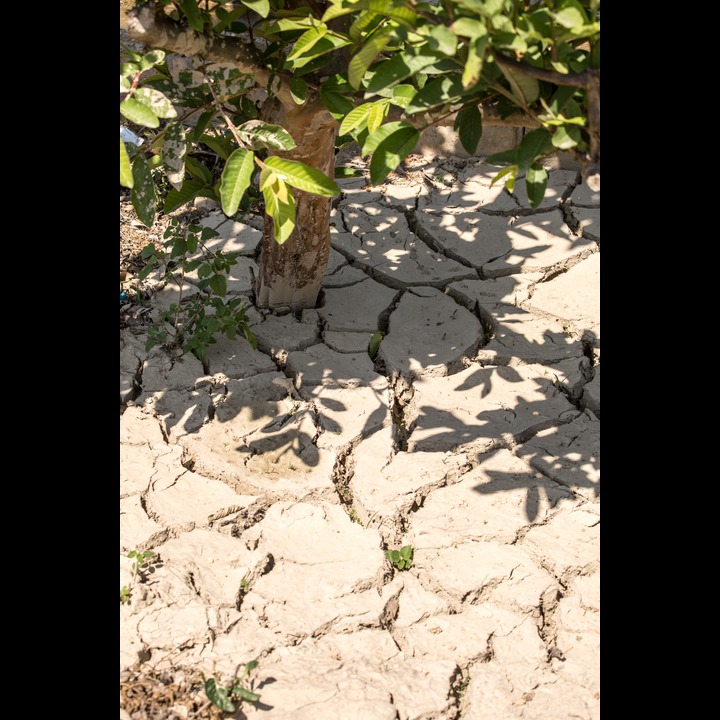 The threat of a rainless winter - in the Zaatari orchards at the Litani River