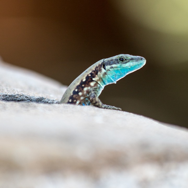 Lacerta laevis (Lebanon lizard) in the Zaatari orchards at the Litani River