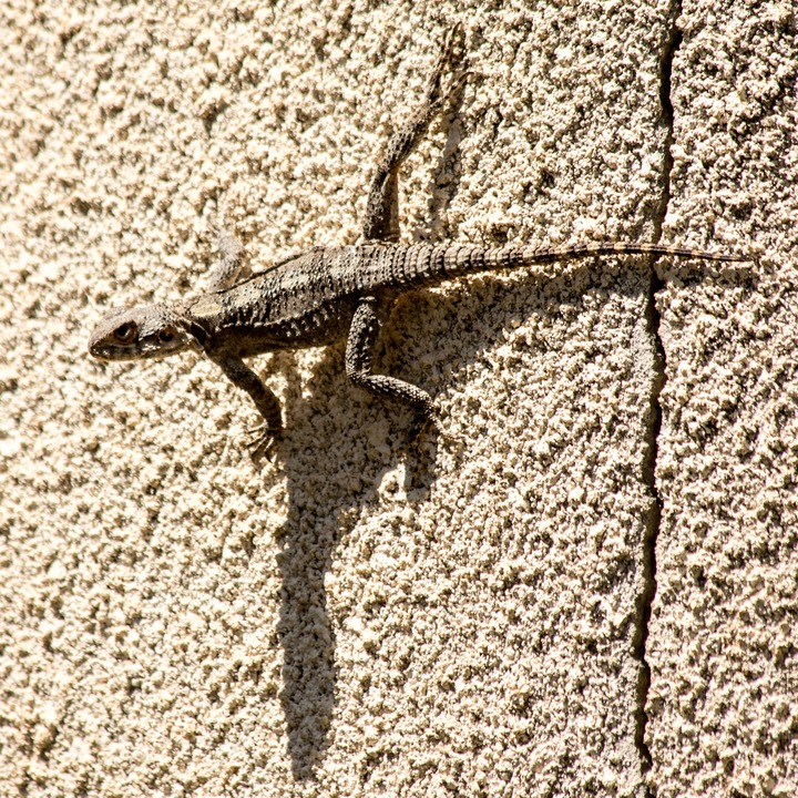 Laudakia stellio (Agama) - in the Zaatari orchards at the Litani River