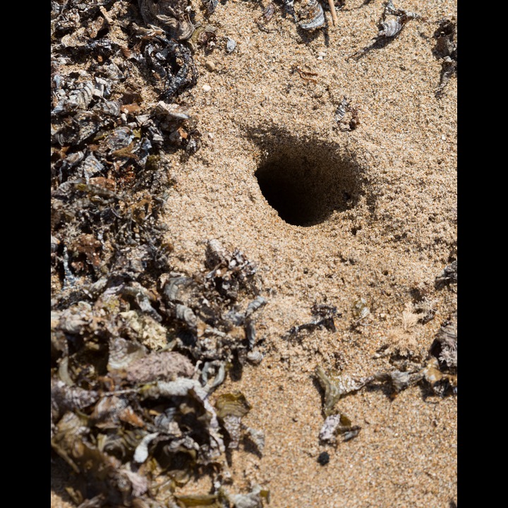 A crab lives in this hole on the beach near the Qasmieh River