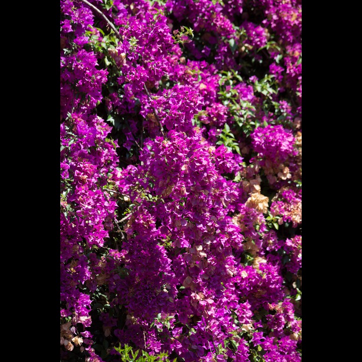 From an orchard near the mouth of the Qasmieh River