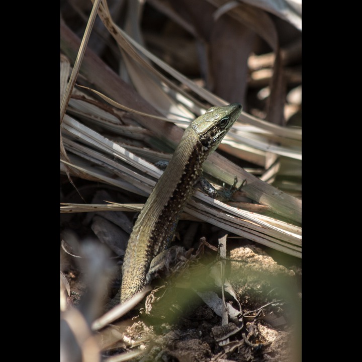 Lacerta laevis (Lebanon lizard) in the Zaatari orchards at the Litani River