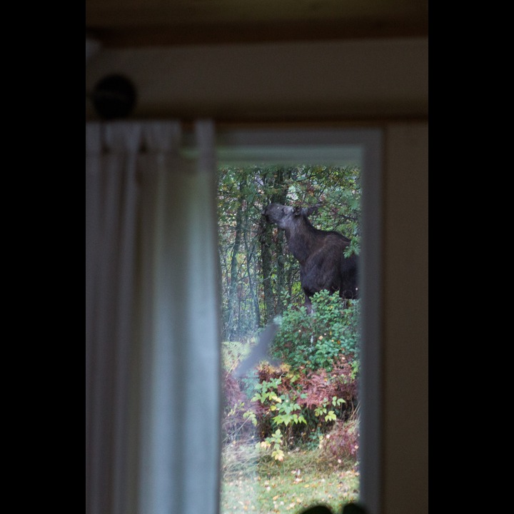The cow through a living room window