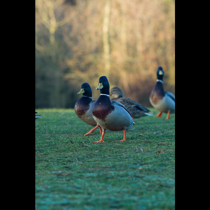 Ducks, Cutteslowe Park
