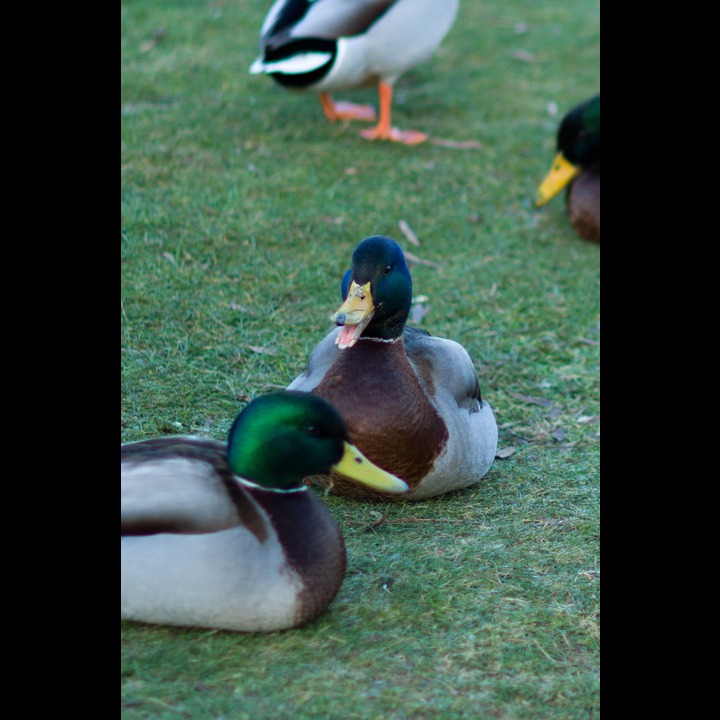 Ducks in conversation, Cutteslowe Park