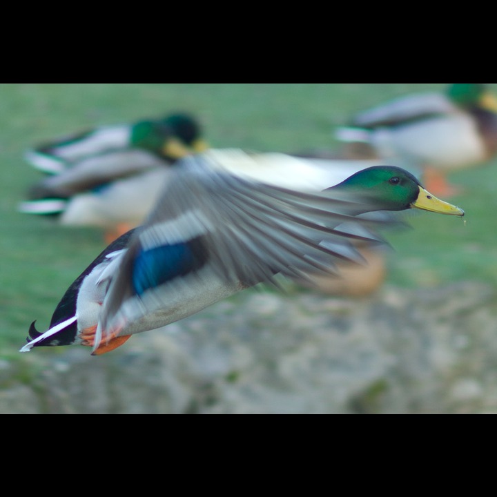 Duck in flight, Cutteslowe Park