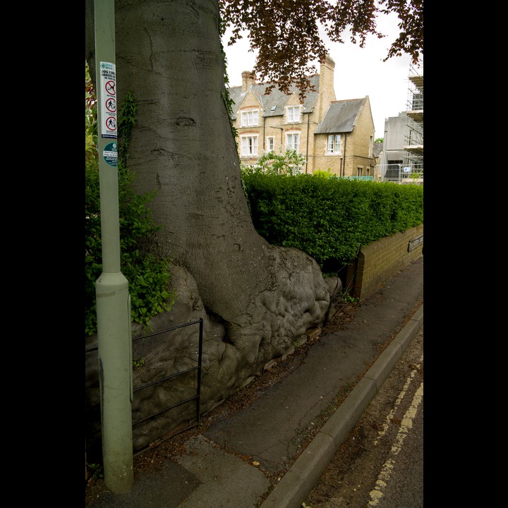 The great tree in Plantation Road