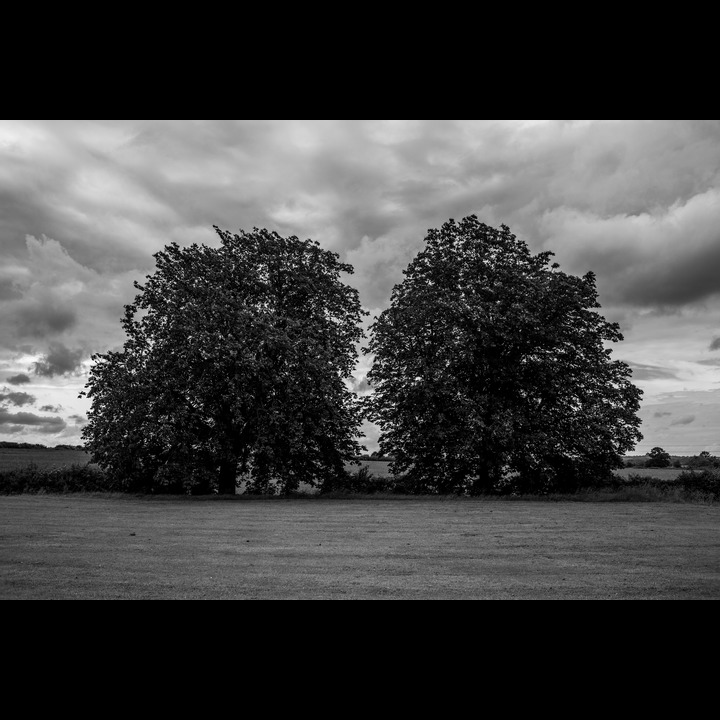 Two horse chestnut trees, Cutteslowe Park