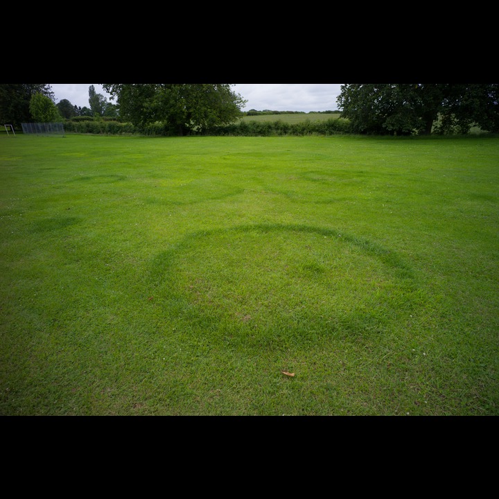 Fairy rings in the park.
