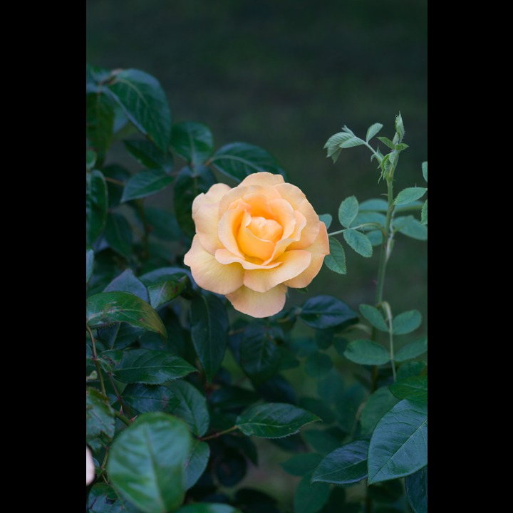 Rose in Cutteslowe Park