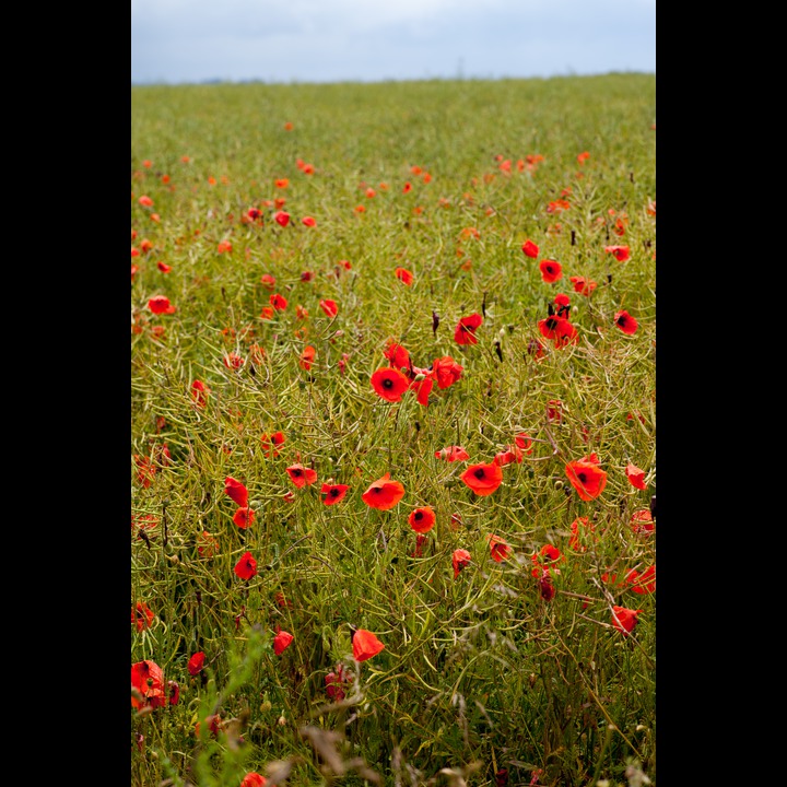 Rape field with poppies, Rollright Stones