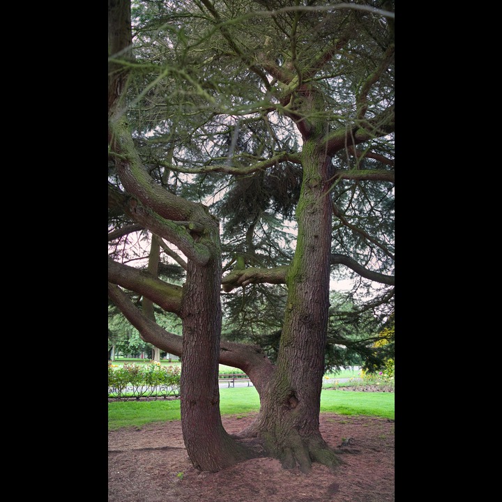 Cedar tree in Cuttesloew Park
