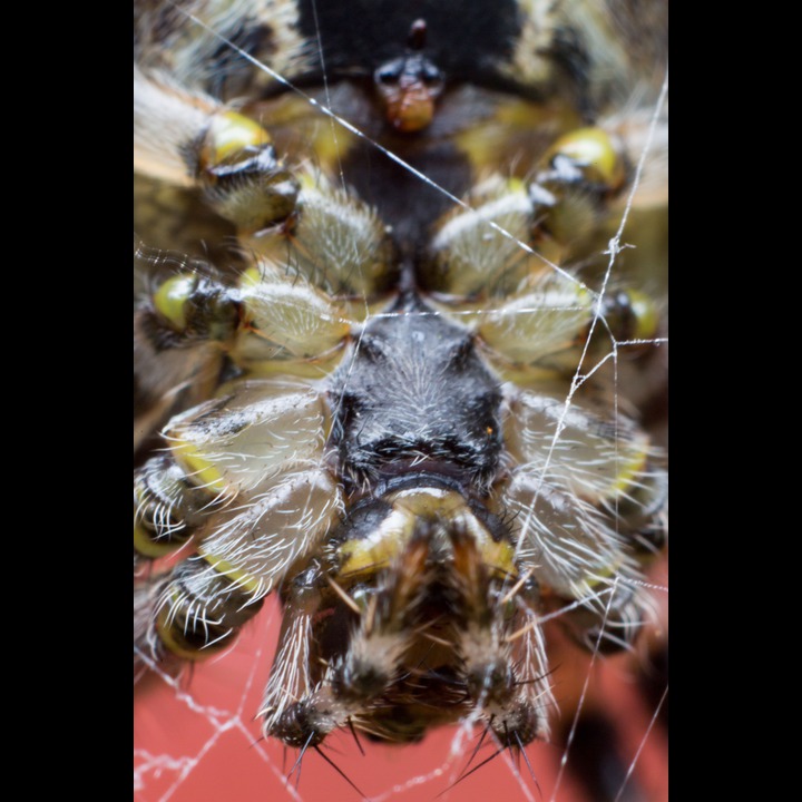 Korsedderkopp - (Araneus diadematus) - European Garden Spider