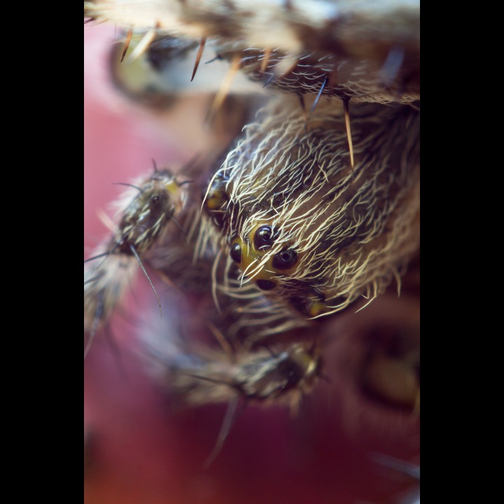 Korsedderkopp - (Araneus diadematus) - European Garden Spider
